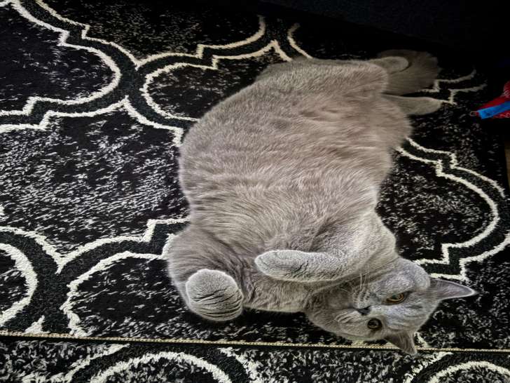Chaton British Shorthair mâle à vendre