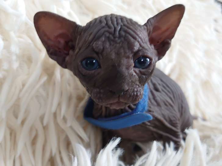 Très beau chaton sphynx à vendre