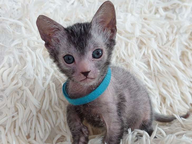 Très beau chaton Lykoï à vendre