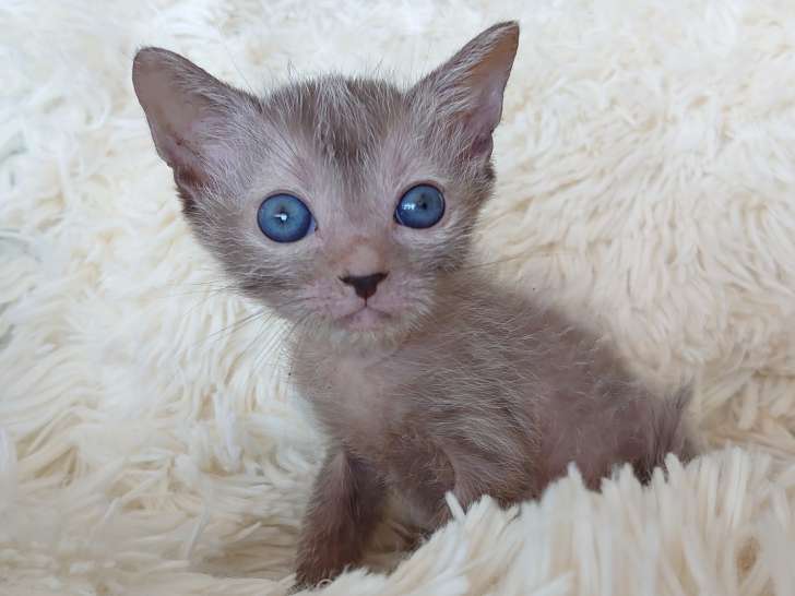 Très beau chaton Lykoï à vendre