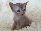 Très beau chaton Lykoï à vendre