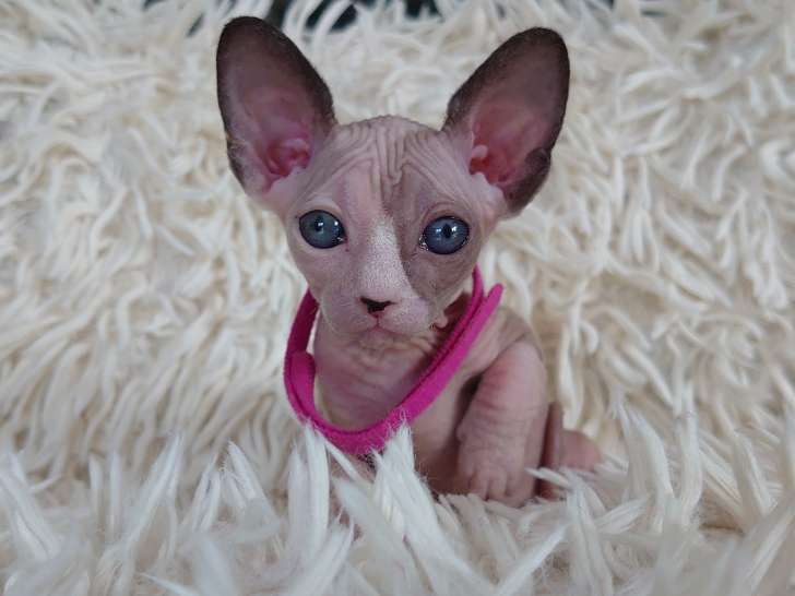 Très belle chatonne Sphynx à vendre
