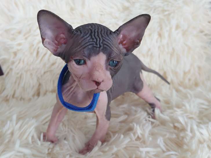 Très beau chaton Sphynx à vendre