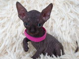 Très beau chaton Sphynx femelle noire à vendre