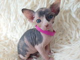 Très beau chaton Sphynx femelle écaille de tortue à vendre