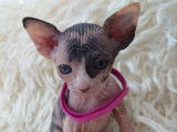 Très beau chaton Sphynx femelle écaille de tortue à vendre