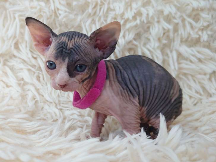 Très beau chaton Sphynx femelle écaille de tortue à vendre