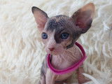 Très beau chaton Sphynx femelle écaille de tortue à vendre