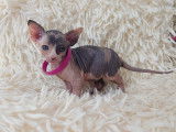 Très beau chaton Sphynx femelle écaille de tortue à vendre
