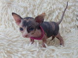 Très beau chaton Sphynx femelle écaille de tortue à vendre
