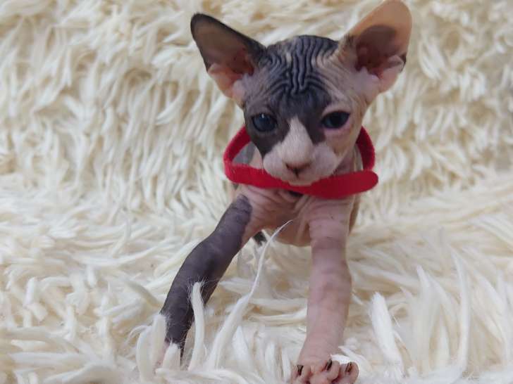 Très beau chaton Sphynx femelle écaille de tortue à vendre