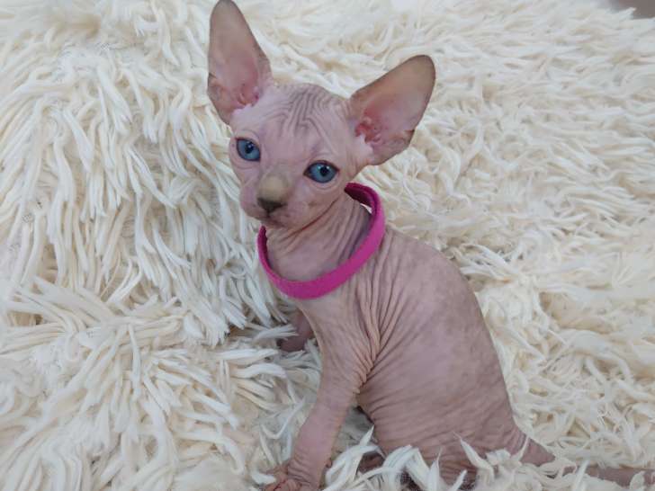 Très beau chaton Sphynx aux yeux bleus femelle tortie à vendre