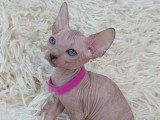 Très beau chaton Sphynx aux yeux bleus femelle tortie à vendre