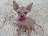 Très beau chaton Sphynx aux yeux bleus femelle tortie à vendre