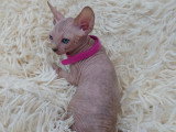 Très beau chaton Sphynx aux yeux bleus femelle tortie à vendre