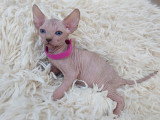 Très beau chaton Sphynx aux yeux bleus femelle tortie à vendre