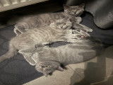 Chatons de race British Shorthair à vendre (2 femelles & 1 mâle)