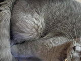 Mufasa, mâle British Shorthair pour saillie