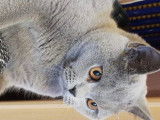 Mufasa, mâle British Shorthair pour saillie