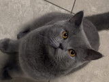 Mufasa, mâle British Shorthair pour saillie