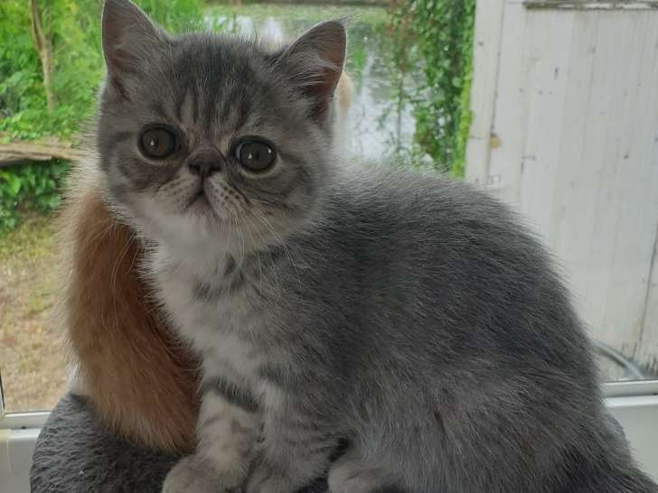 Chatons mâle Exotic Shorthair LOOF à vendre