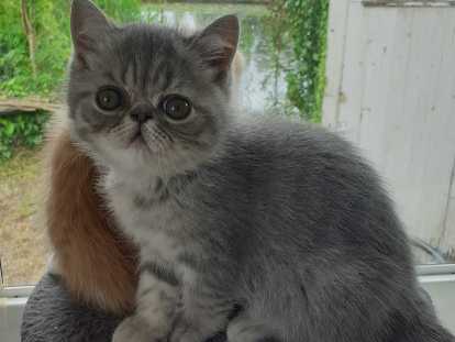 Chatons mâle Exotic Shorthair LOOF à vendre