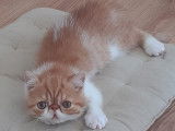 Chatons mâle Exotic Shorthair LOOF à vendre