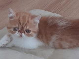 Chatons mâle Exotic Shorthair LOOF à vendre