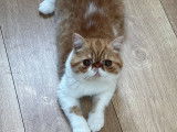 Chatons mâle Exotic Shorthair LOOF à vendre