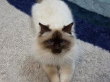 Mâle Sacré de Birmanie chocolat point LOOF disponible pour saillie
