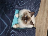 Mâle Sacré de Birmanie chocolat point LOOF disponible pour saillie