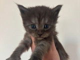 Superbes Chatons Maine coon m&acirc;le et femelles LOOF &agrave; vendre