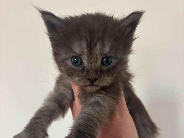 Superbes Chatons Maine coon mâle et femelles LOOF à vendre