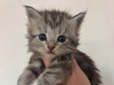 Superbes Chatons Maine coon m&acirc;le et femelles LOOF &agrave; vendre