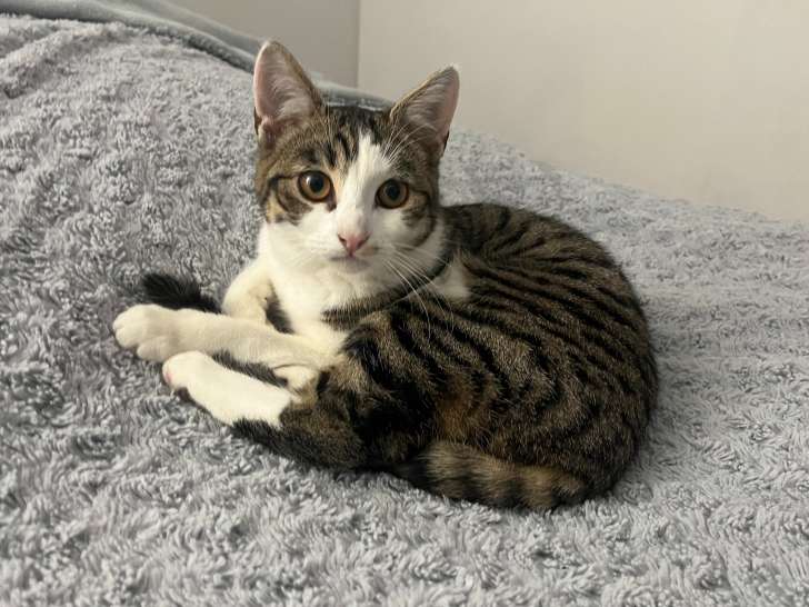 Lili, chatonne née en mai 2024 à adopter