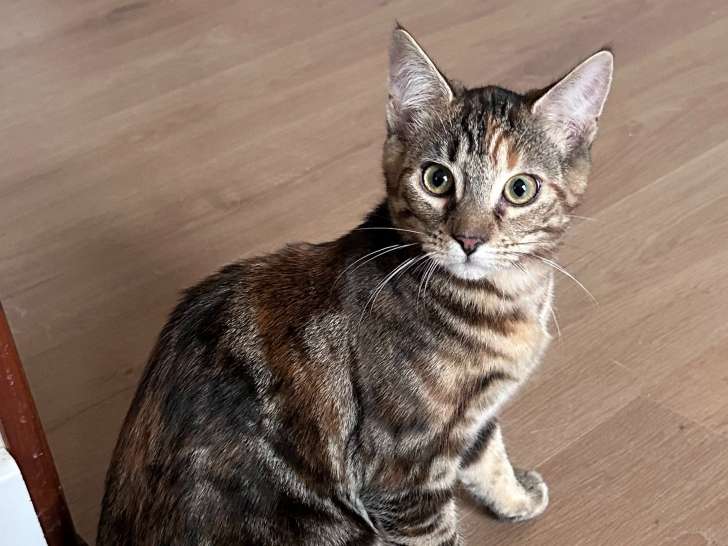 Cannelle, chatonne à adopter