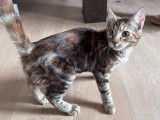 Cannelle, chatonne à adopter