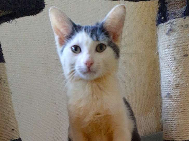 Filou, chaton né en octobre 2024 à adopter