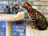Chatons Bengal à vendre
