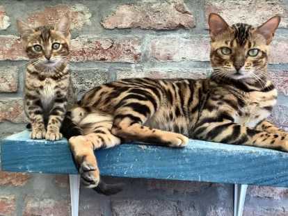 Chatons Bengal à vendre