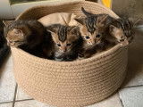 Chatons Bengal à vendre