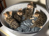 Chatons Bengal à vendre