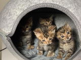 Chatons Bengal à vendre