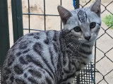 Silver bengal