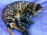 Chatons Bengal à vendre