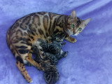 Chatons Bengal à vendre