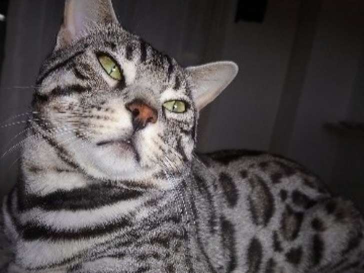 Ramsès Bengal LOOF black silver