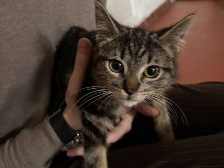 Youpi, chaton à adopter