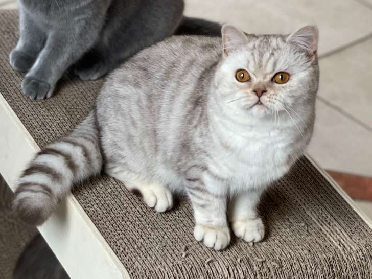 Sori