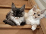 Chatons de race Maine Coon à vendre (5 femelles & 4 mâles)
